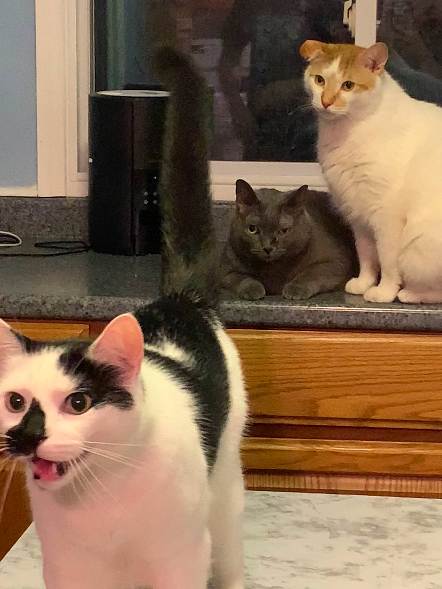 Chai is registered to the contest to win money with this photo: box, carnivore, cat, cat_supply, domestic_short_haired_cat, felidae, flooring, fur, hardwood, paw, pet_supply, room, sitting, small_to_medium_sized_cats, snout, tail, vertebrate, whiskers, white, wood