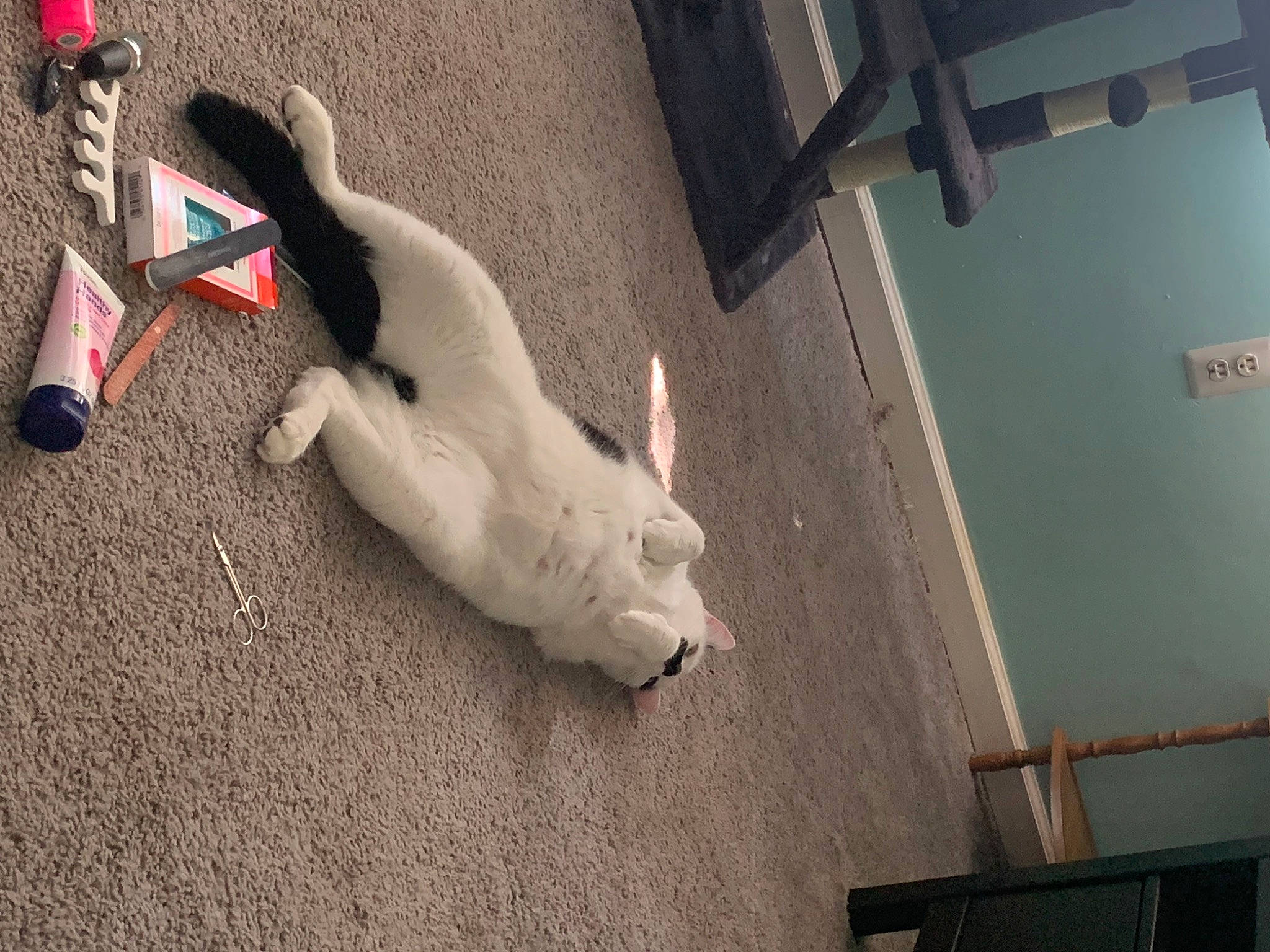 Chai is registered to the contest to win money with this photo: art, building, carmine, ceiling, concrete, door, flooring, house, plaster, plastic, room, shadow, space, tail, toy, visual_arts, wood