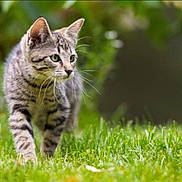 Mimi a rejoint le concours — aidez-le/la à gagner de superbes lots ! animal, cat, closeup, curious, ears, eye, feline, fur, grass, green, kitten, mammal, nature, outdoor, pet, small, tabby, walking, whiskers, young