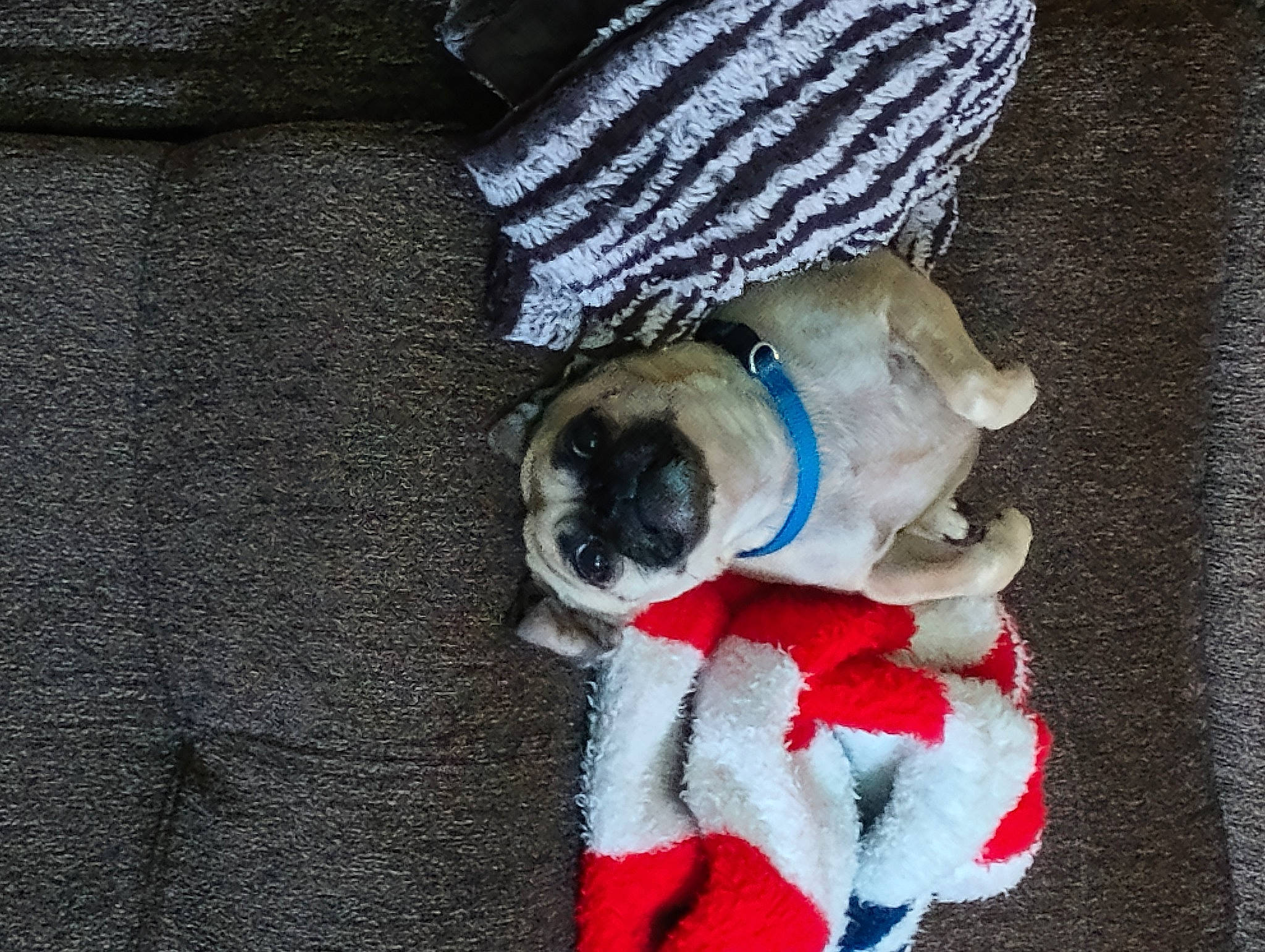 Sadie is registered to the contest to win money with this photo: canidae, carnivore, collar, companion_dog, dog, dog_breed, dog_clothes, dog_collar, dog_supply, fawn, leash, pet_supply, pug, snout, sporting_group, stuffed_toy, tail, toy, toy_dog, working_animal