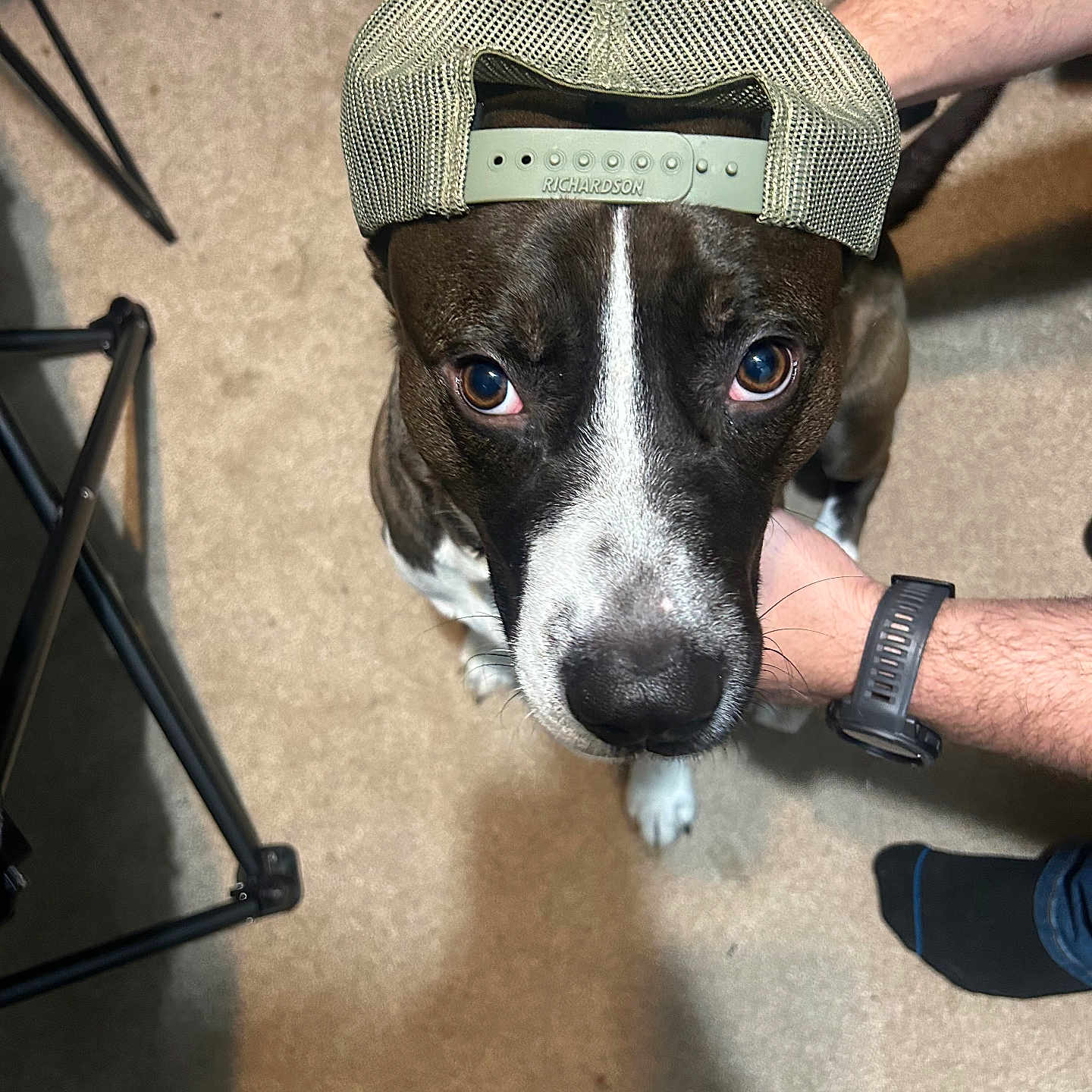 Lotto joined the competition — help win amazing prizes! accessories, adult, animal, baseballcap, canine, cap, clothing, dog, face, furniture, hat, head, hound, male, man, person, pet, puppy, strap, wristwatch