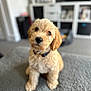 Gus joined the competition — help win amazing prizes! puppy, dog, pet, fluffy, cute, indoor, carpet, collar, young, animal, portrait, soft, curious, brown, adorable, furry, companion, domestic, friendly, small
