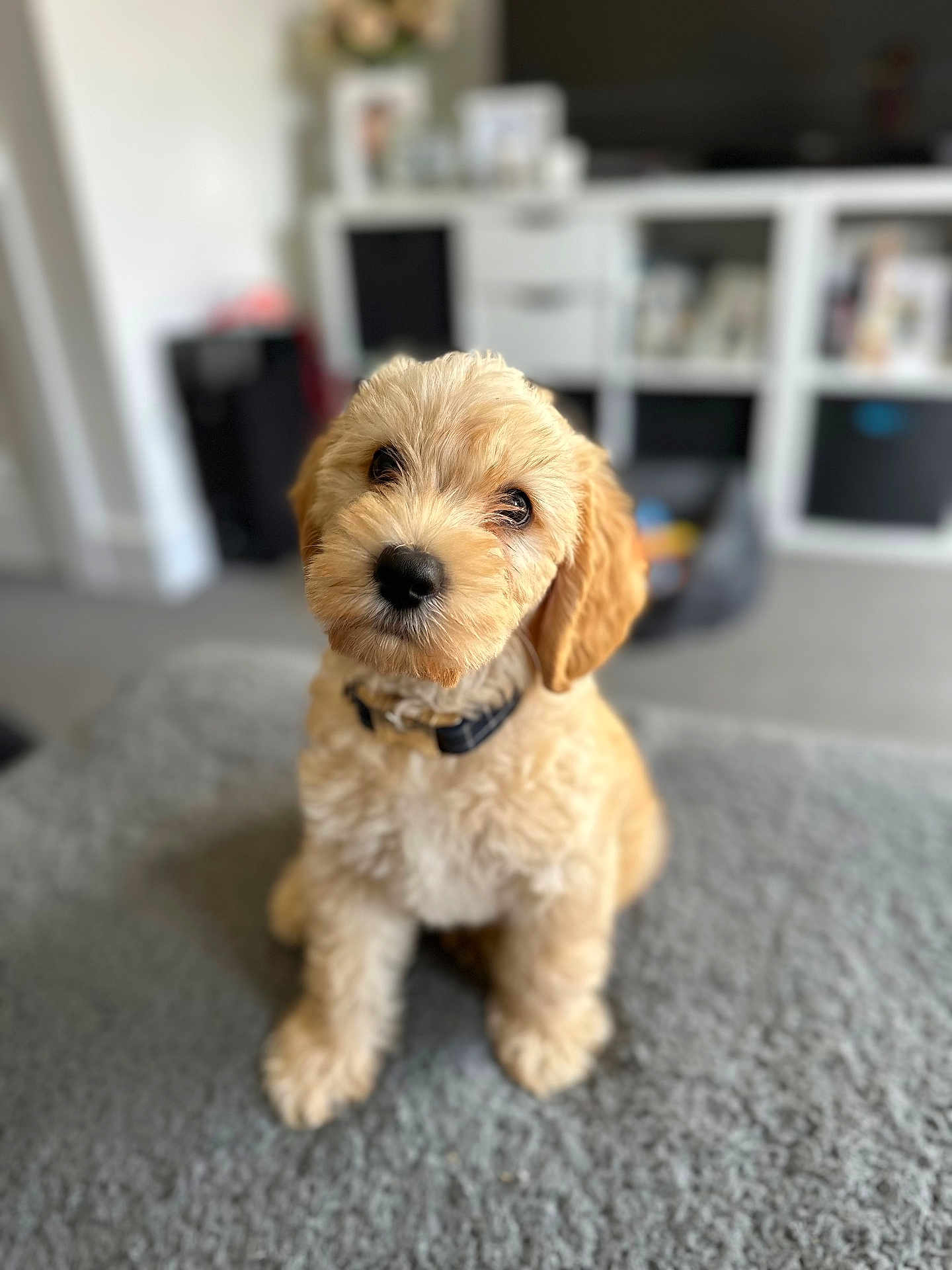 Gus joined the competition — help win amazing prizes! puppy, dog, pet, fluffy, cute, indoor, carpet, collar, young, animal, portrait, soft, curious, brown, adorable, furry, companion, domestic, friendly, small