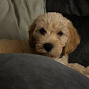 Gus joined the competition — help win amazing prizes! puppy, dog, fluffy, cushion, pillow, indoor, pet, cute, light_brown, soft, face, closeup, fur, domestic_animal, lying_down, companion, animal, canine, resting, young