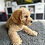 Gus joined the competition — help win amazing prizes! puppy, dog, golden, fluffy, pet, indoor, blanket, fur, cute, animal, lying_down, side_view, cozy, domestic, young, soft_texture, companion, relaxed, portrait, household