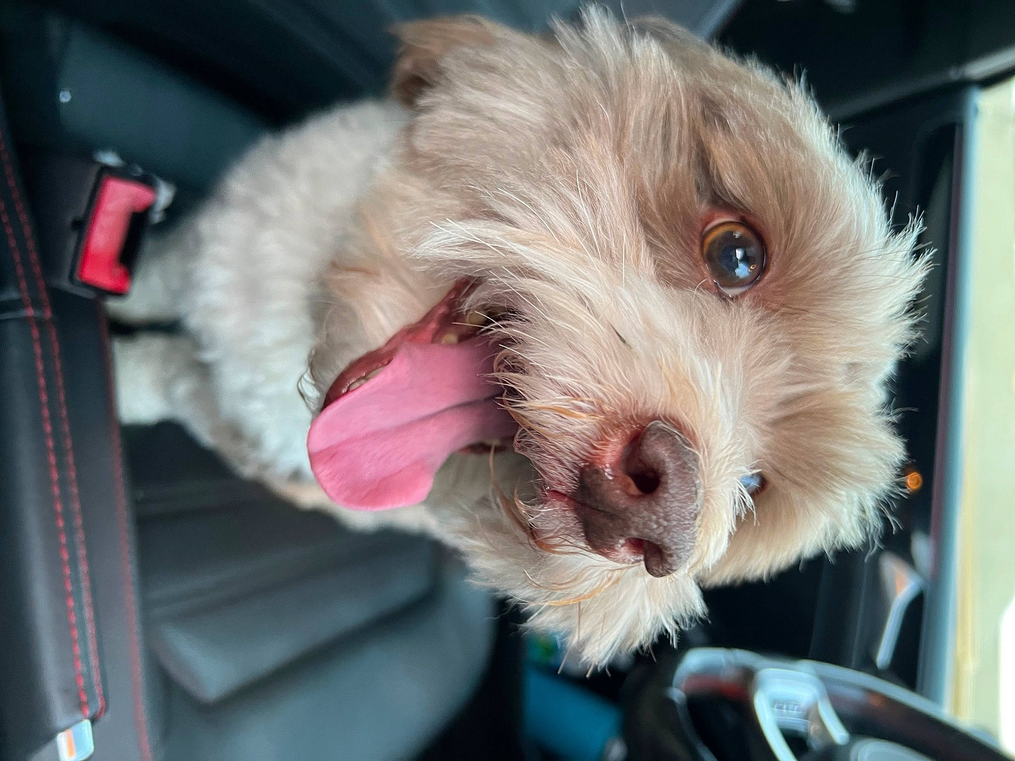 Dexter joined the competition — help win amazing prizes! canidae, carnivore, companion_dog, dog, dog_breed, fang, fur, labradoodle, liver, maltepoo, non_sporting_group, paw, service, small_terrier, snout, sporting_group, terrier, toy_dog, whiskers, working_animal