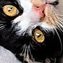 cat, close_up, black_and_white, yellow_eyes, pink_nose, whiskers, fur, pet, animal, lying_down, face, head, soft_texture, indoor, relaxed, cute, mammal, feline, domestic_animal, portrait