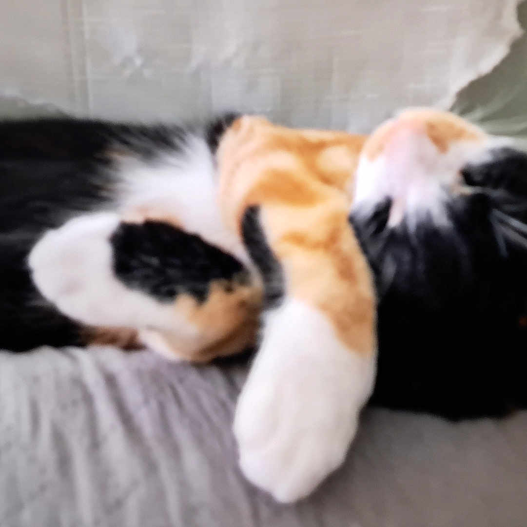 Yumi a rejoint le concours — aidez-le/la à gagner de superbes lots ! animal, calico_cat, calm, cat, close_up, cute, domestic_animal, feline, fur, indoor, lying_down, mammal, paw, pet, relaxed, resting, side_view, sleeping, soft_surface, whiskers