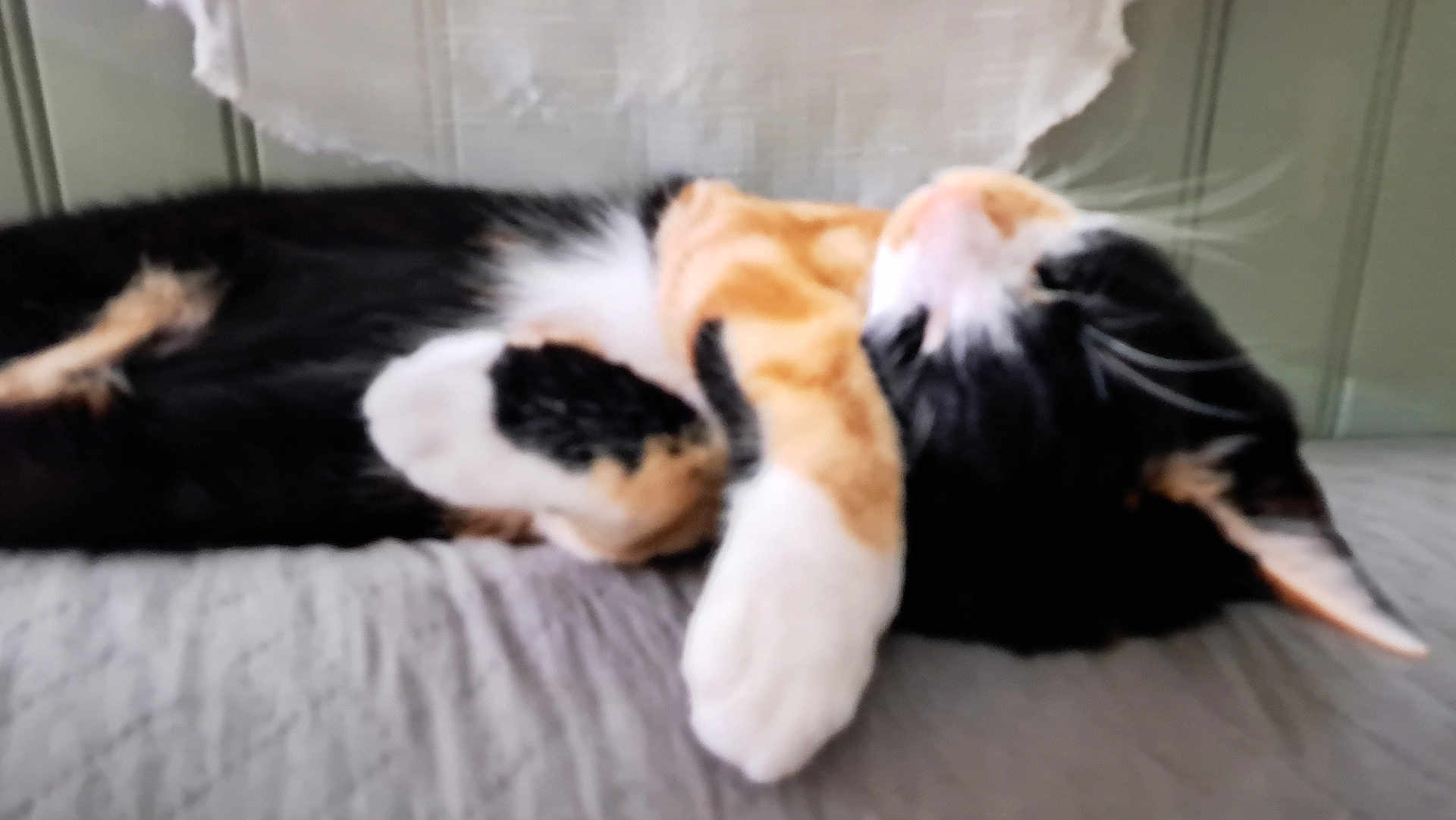 Yumi a rejoint le concours — aidez-le/la à gagner de superbes lots ! cat, calico_cat, lying_down, sleeping, feline, pet, animal, whiskers, paw, fur, indoor, resting, cute, mammal, domestic_animal, relaxed, soft_surface, close_up, side_view, calm