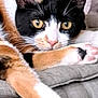 Yumi a rejoint le concours — aidez-le/la à gagner de superbes lots ! cat, calico, feline, pet, animal, paw, stretching, cushion, gray, fur, yellow_eyes, relaxed, indoors, closeup, whiskers, ears, nose, pink_paw_pads, resting, cute