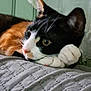 Yumi participe au concours pour gagner de l'argent avec cette photo : cat, calico, resting, quilt, indoor, pet, feline, closeup, curious, cozy, soft, sleepy, animal, whiskers, ears, paw, face, fur, relaxed, bedroom