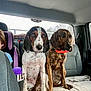 animal, backseat, blanket, brindle_dog, car_interior, car_seat, car_seat_for_child, child, dog, dogs, indoor, orange_collar, pet, restraint, seat, seatbelt, sitting, spotted_dog, travel, window