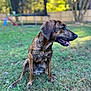 animal, backyard, blurred_background, brindle, canine, daylight, dog, ears, fence, fur, grass, muzzle, nature, outdoor, pet, sitting, sunny, tongue_out, trampoline, trees