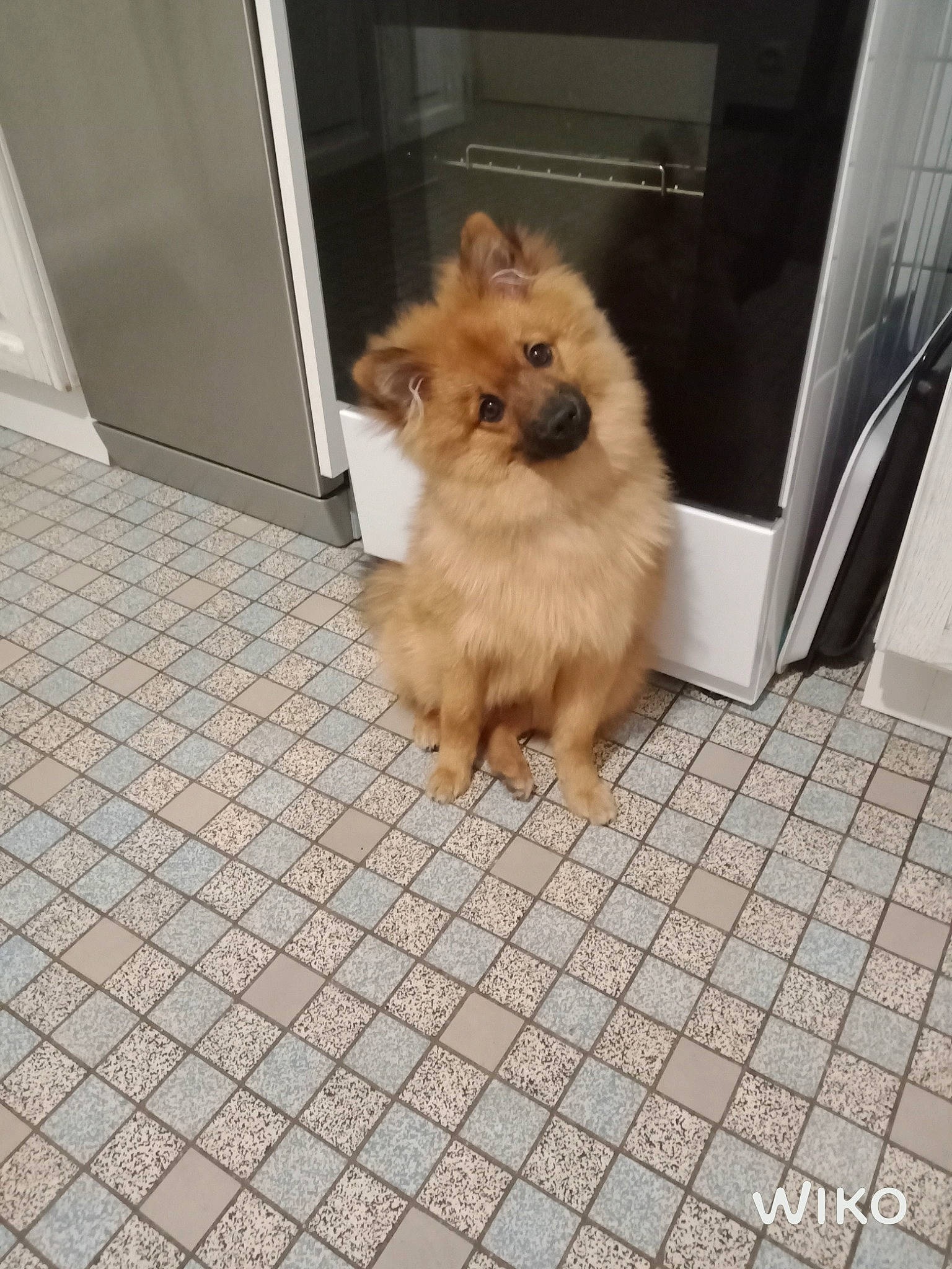 Cookie participe au concours pour gagner de l'argent avec cette photo : canidae, carnivore, companion_dog, dog, dog_breed, dog_supply, fawn, floor, flooring, fur, liver, paw, pet_supply, road_surface, snout, sporting_group, tail, tile, toy_dog, working_animal