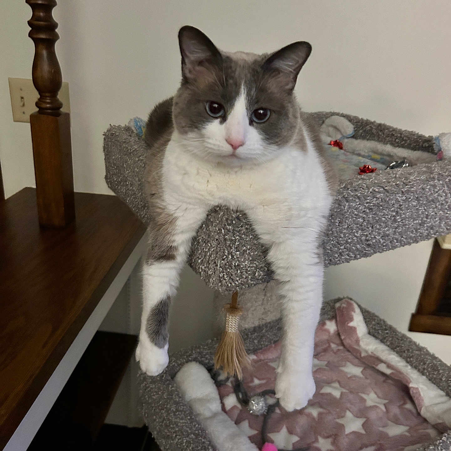 Willow is registered to the contest to win money with this photo: animal, blanket, cat, cat_tree, cozy, feline, fur, gray, hanging_legs, household, indoor, paw, pet, relaxed, resting, shelf, star_pattern, toy, white, wood