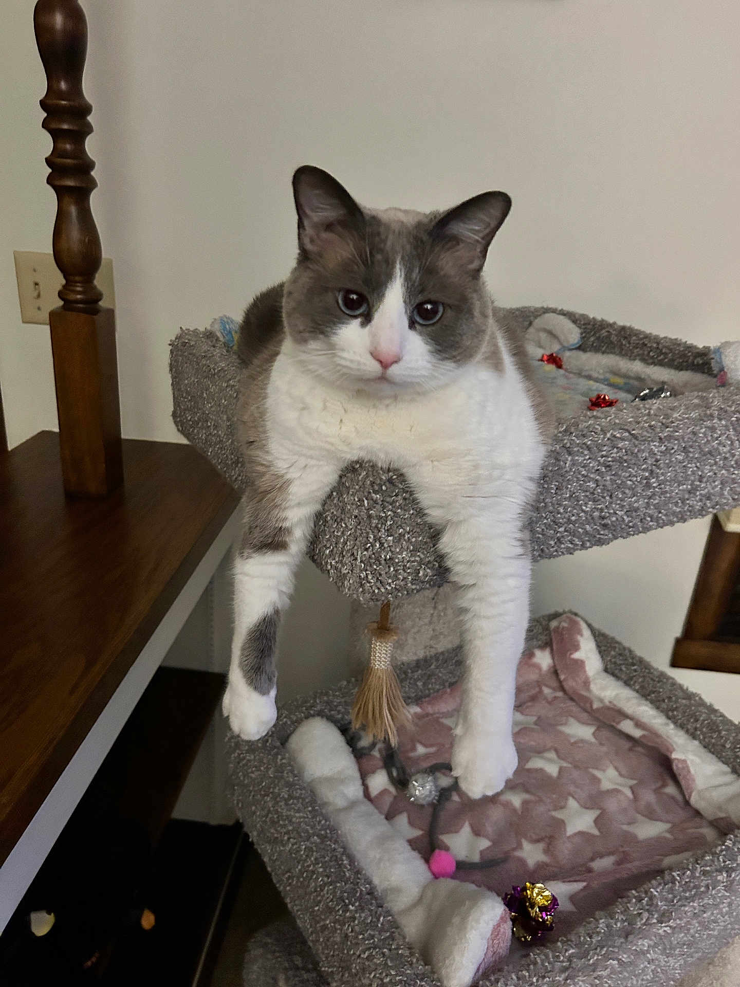 Willow is registered to the contest to win money with this photo: cat, cat_tree, gray, white, feline, pet, indoor, relaxed, toy, blanket, star_pattern, fur, paw, animal, resting, household, cozy, hanging_legs, wood, shelf