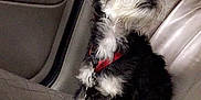 Major joined the competition — help win amazing prizes! animal, black_and_white, calm, canine, car_seat, collar, curious, cute, dog, domestic_animal, fur, indoor, leather, pet, quiet, seatbelt, side_view, sitting, small_dog, vehicle_interior