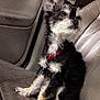 animal, black_and_white, calm, canine, car_seat, collar, curious, cute, dog, domestic_animal, fur, indoor, leather, pet, quiet, seatbelt, side_view, sitting, small_dog, vehicle_interior