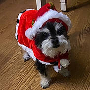 Major joined the competition — help win amazing prizes! adorable, animal, black_and_white, canine, christmas, clothing, costume, cute, dog, domestic_animal, festive, fur, holiday, holiday_season, indoor, looking_up, pet, santa_outfit, small_dog, wooden_floor
