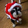 adorable, animal, black_and_white, canine, christmas, clothing, costume, cute, dog, domestic_animal, festive, fur, holiday, holiday_season, indoor, looking_up, pet, santa_outfit, small_dog, wooden_floor