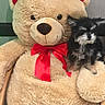 Major joined the competition — help win amazing prizes! big_toy, black_and_white, chair, close_up, collar, cuddly, cute, dog_tag, fur, indoors, plush, portrait, puppy, red_bow, sitting, small_dog, stuffed_animal, teddy_bear, toy, wallpaper