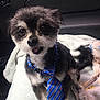 Major joined the competition — help win amazing prizes! animal, blanket, blue_tie, car_interior, collar, cute, dog, domestic_animal, ears, fluffy_fur, fur, indoor, looking_up, mouth_open, paw, pet, sitting, small_dog, tail, tie