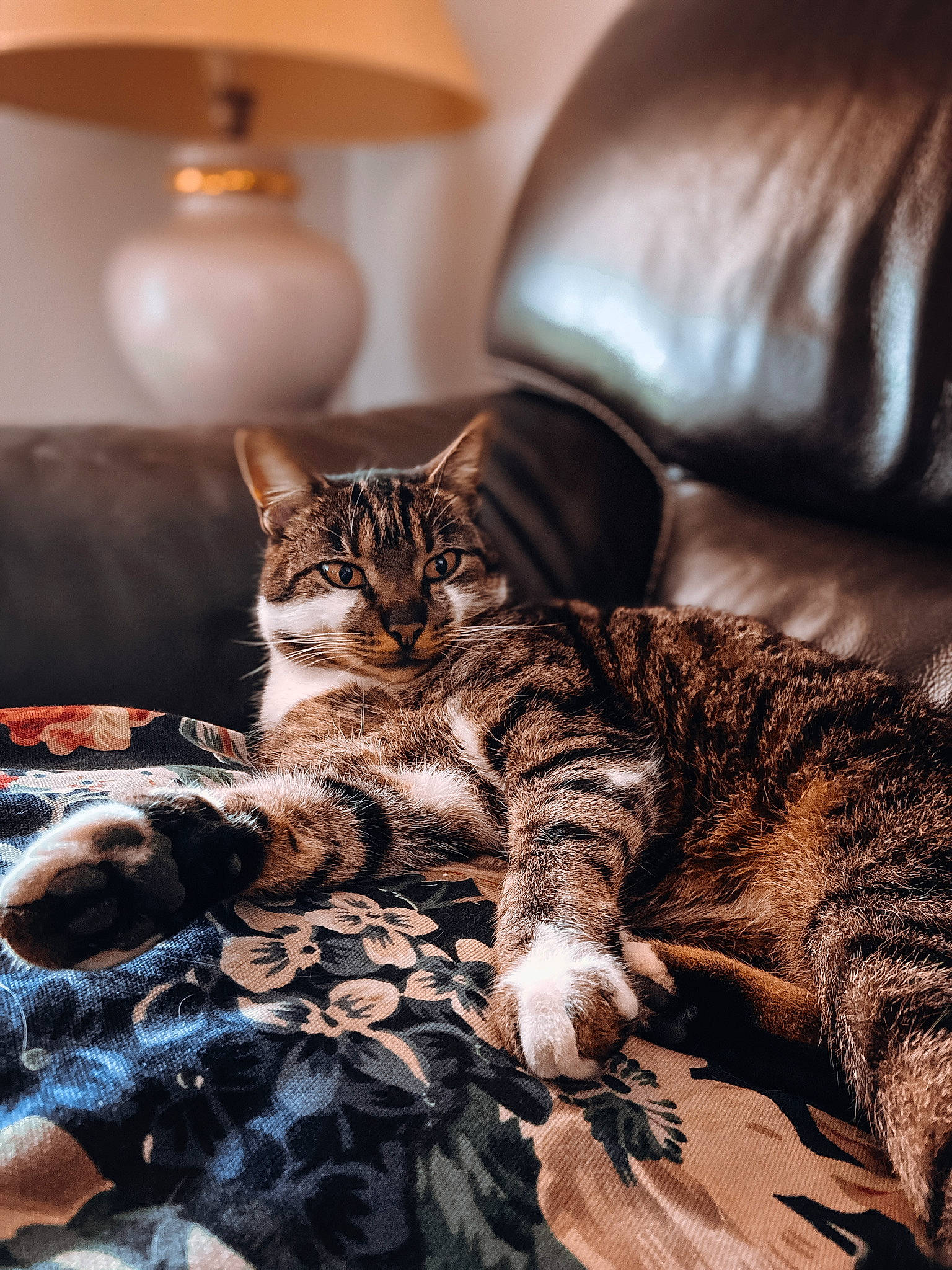 Jack participe au concours pour gagner de l'argent avec cette photo : american_shorthair, asian, bengal, carnivore, cat, domestic_short_haired_cat, dragon_li, european_shorthair, felidae, fur, kitten, mammal, small_to_medium_sized_cats, tabby_cat, toyger, whiskers