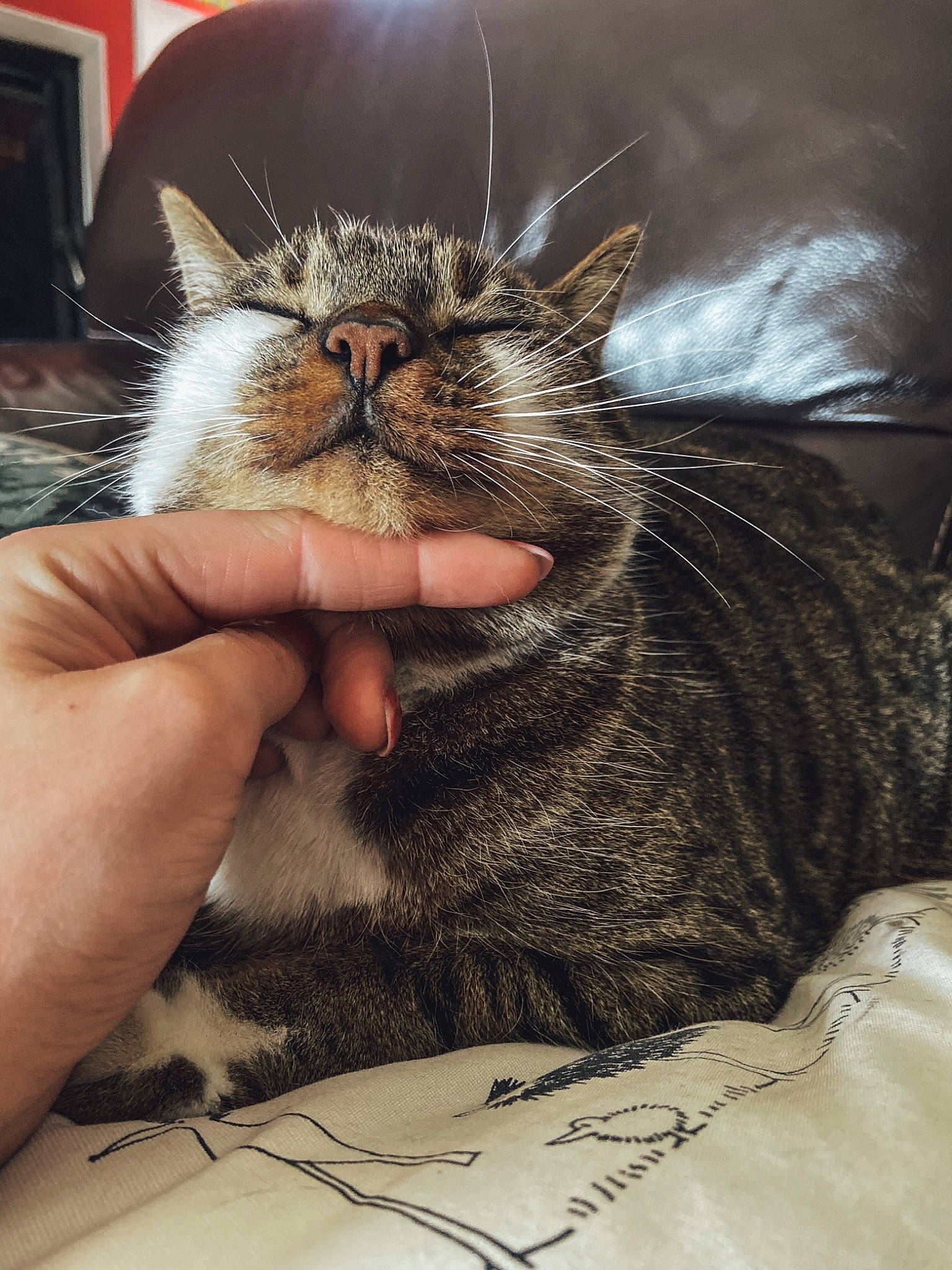 Jack participe au concours pour gagner de l'argent avec cette photo : asian, carnivore, cat, claw, domestic_short_haired_cat, dragon_li, drawing, ear, european_shorthair, felidae, fur, kitten, maine_coon, norwegian_forest_cat, pixie_bob, small_to_medium_sized_cats, snout, tabby_cat, whiskers, wild_cat