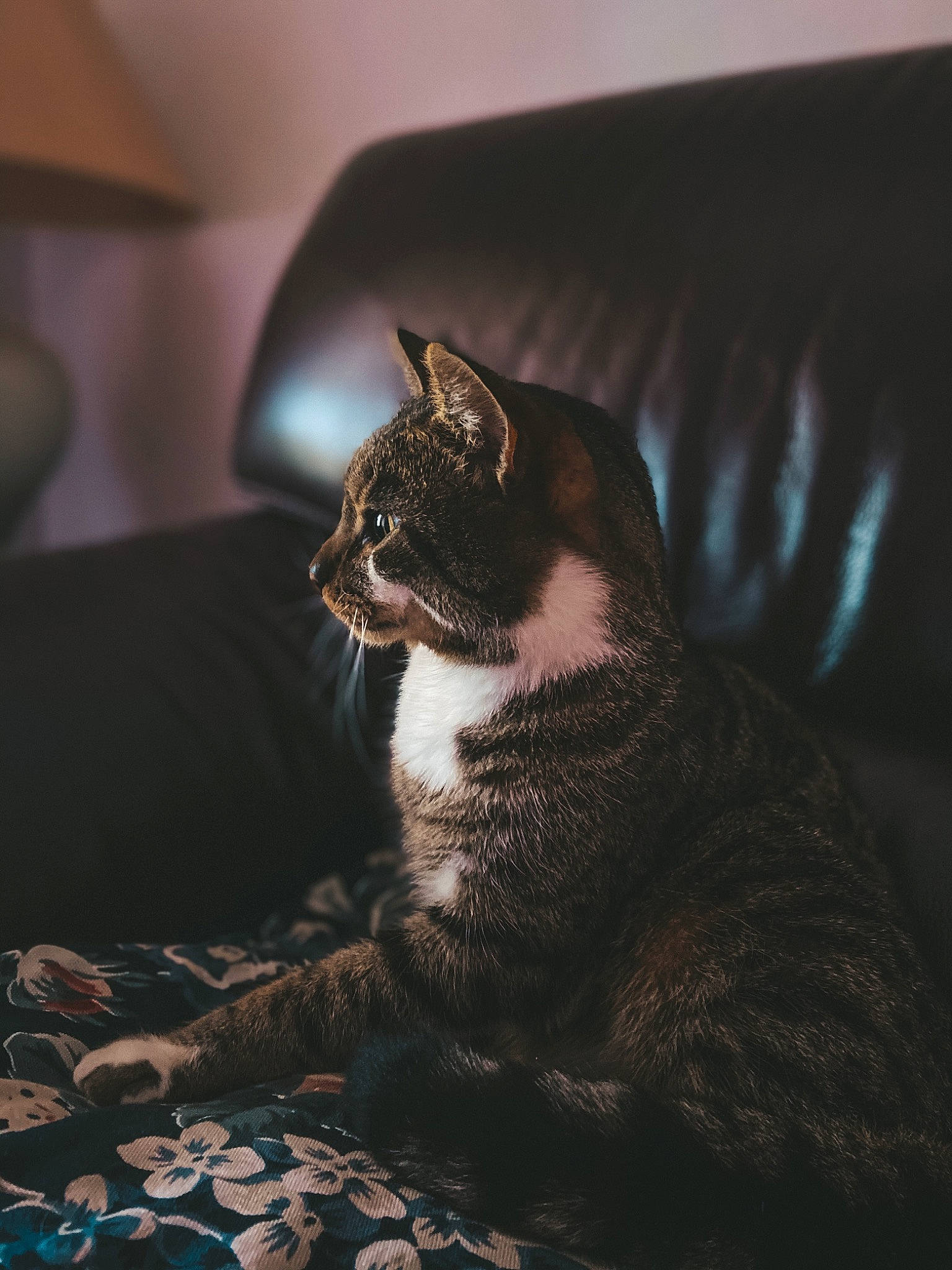 Jack participe au concours pour gagner de l'argent avec cette photo : asian, carnivore, cat, domestic_short_haired_cat, european_shorthair, eye, felidae, fur, small_to_medium_sized_cats, snout, tabby_cat, whiskers
