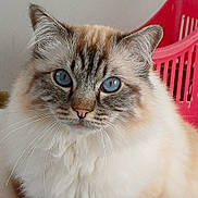 Rio a rejoint le concours — aidez-le/la à gagner de superbes lots ! cat, feline, fluffy, long_hair, blue_eyes, whiskers, portrait, close_up, sitting, indoors, pink_laundry_basket, blanket, fur, cream_color, tabby, pet, animal, front_view, alert, cute