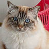 cat, feline, fluffy, long_hair, blue_eyes, whiskers, portrait, close_up, sitting, indoors, pink_laundry_basket, blanket, fur, cream_color, tabby, pet, animal, front_view, alert, cute