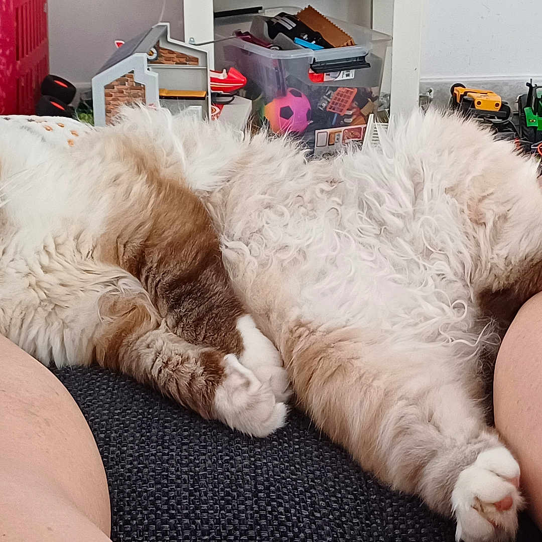 Rio a rejoint le concours — aidez-le/la à gagner de superbes lots ! background, brown, cat, comfort, cozy, cute, domestic, feline, fluffy_cat, human, indoor, legs, napping, paws, pet, relaxed, resting, sleeping, toys, white