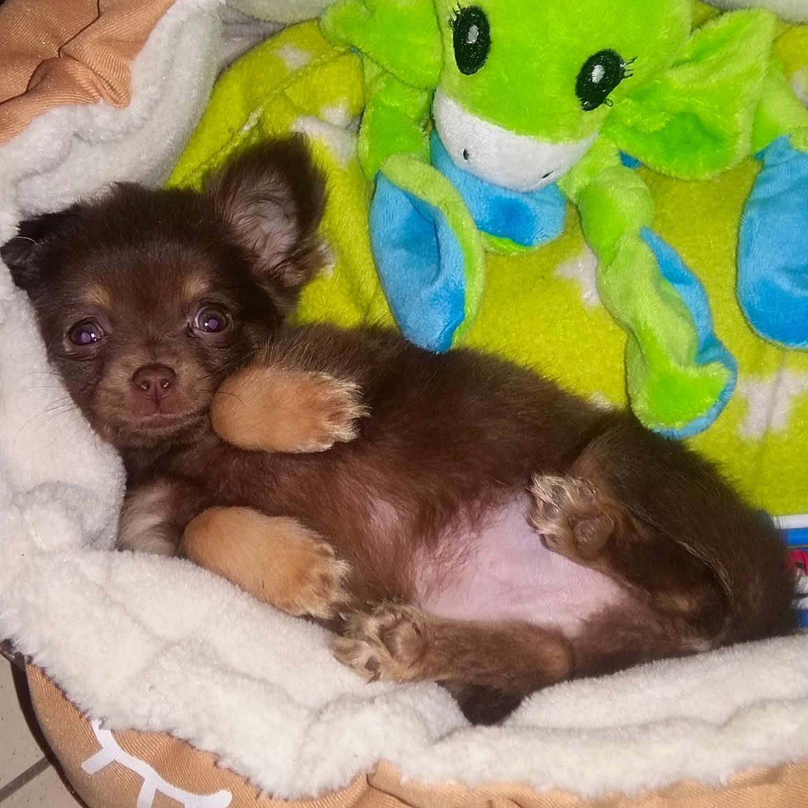 Mao participe au concours pour gagner de l'argent avec cette photo : carnivoran, chihuahua, dog, dog_breed, dog_breed_group, dog_like_mammal, puppy