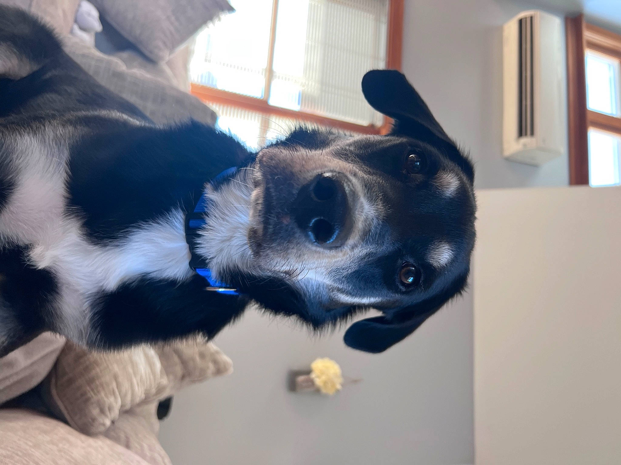 Asher joined the competition — help win amazing prizes! canidae, carnivore, collar, companion_dog, dog, dog_breed, dog_collar, ear, electric_blue, fur, non_sporting_group, paw, snout, sporting_group, tail, terrestrial_animal, whiskers, working_animal, working_dog