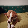 dog, brown, white, lying_down, blanket, couch, indoor, pet, animal, fur, paws, ears, snout, resting, home, furniture, canine, domestic_animal, relaxed, companion