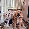 Snowie joined the competition — help win amazing prizes! brown_dog, canine, chair, collar, curtains, dog_clothing, dogs, fluffy, happy, indoor, long_hair, open_mouth, ornate_furniture, pet, portrait, puppies, sitting, small_dogs, white_dog, window