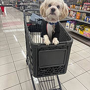 Snowie joined the competition — help win amazing prizes! animal, black_clothing, brown_ears, camera_facing, collar, cute, dog, fluffy, grocery_store, indoor, leash, pet, portrait, retail, shopping_cart, sitting, small_dog, supermarket, tiled_floor, white_fur