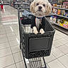 animal, black_clothing, brown_ears, camera_facing, collar, cute, dog, fluffy, grocery_store, indoor, leash, pet, portrait, retail, shopping_cart, sitting, small_dog, supermarket, tiled_floor, white_fur