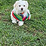 dog, white_dog, blue_eyes, bandana, colorful_bandana, grass, outdoor, pet, cute, small_dog, fluffy, sitting, nature, animal, canine, portrait, summer, daylight, fur, friendly
