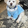 animal, blue_outfit, carpet, collar, cute, dog, floor, fluffy, groomed, home, indoors, long_hair, looking_at_camera, pet_clothing, portrait, rug, sitting, small_dog, tag, white_dog