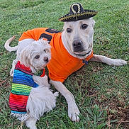 Snowie is registered to the contest to win money with this photo: dog, grass, outdoor, costume, sombrero, orange_shirt, white_fence, pet, cute, animal, two_dogs, colorful_clothing, playful, relaxing, small_dog, large_dog, summer, backyard, canine, casual