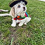 Snowie joined the competition — help win amazing prizes! dog, grass, outdoor, sombrero, costume, blue_eyes, pet, small_dog, fence, colorful_clothing, green, yard, cute, animal, canine, celebration, festive, sitting, lawn, daytime
