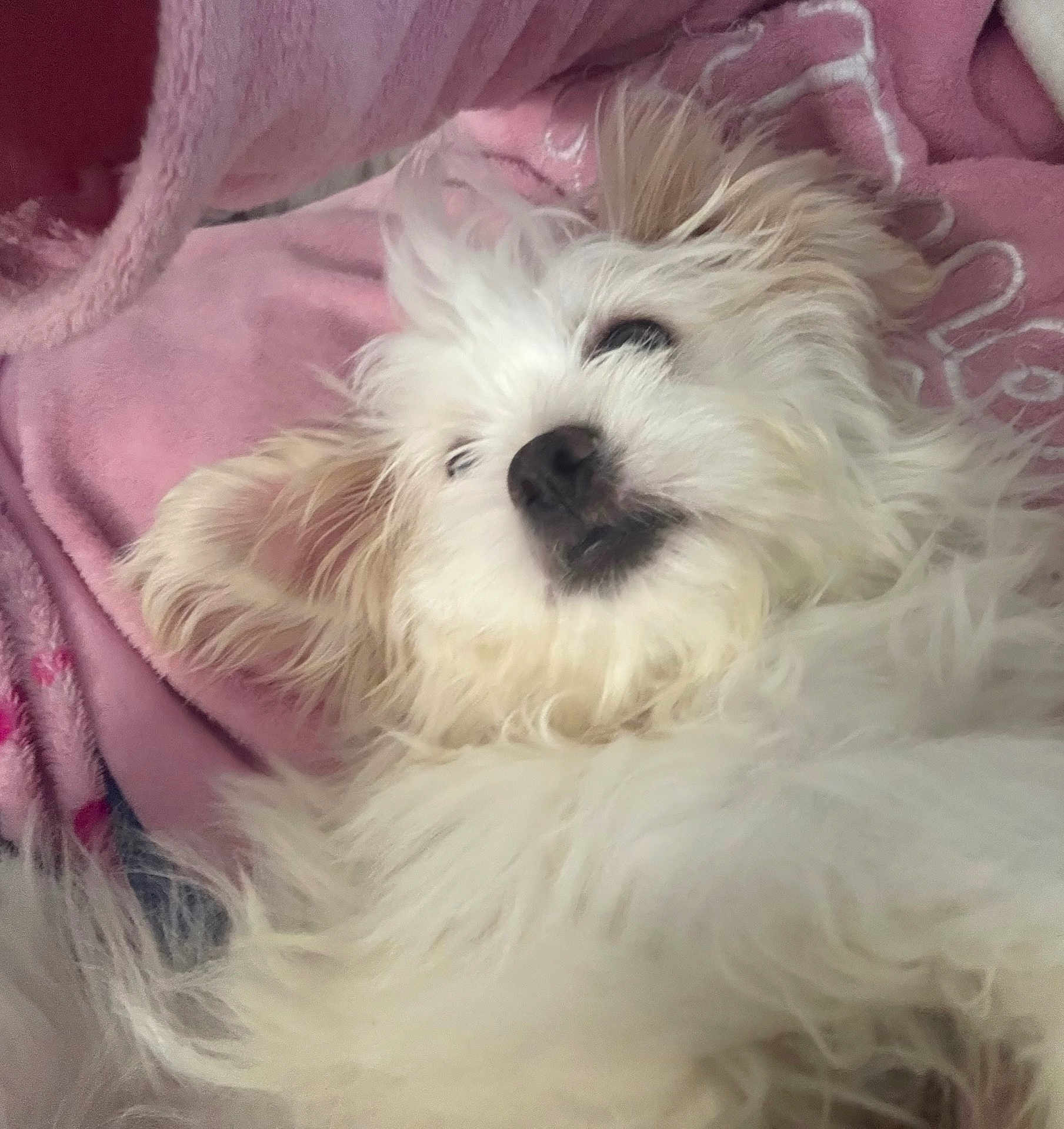 Snowie is registered to the contest to win money with this photo: dog, fluffy, white, pet, cute, lying_down, blanket, pink, fur, cozy, relaxed, indoors, sleepy, animal, companion, canine, soft, cute_pet, resting, domestic