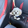 Snowie is registered to the contest to win money with this photo: adorable, back_seat, black_clothing, blue_eyes, car, center_console, collar, dog, fluffy, harness, indoors, leather_seats, paws, pet, portrait, puppy, red_accents, sitting, vehicle, white_fur