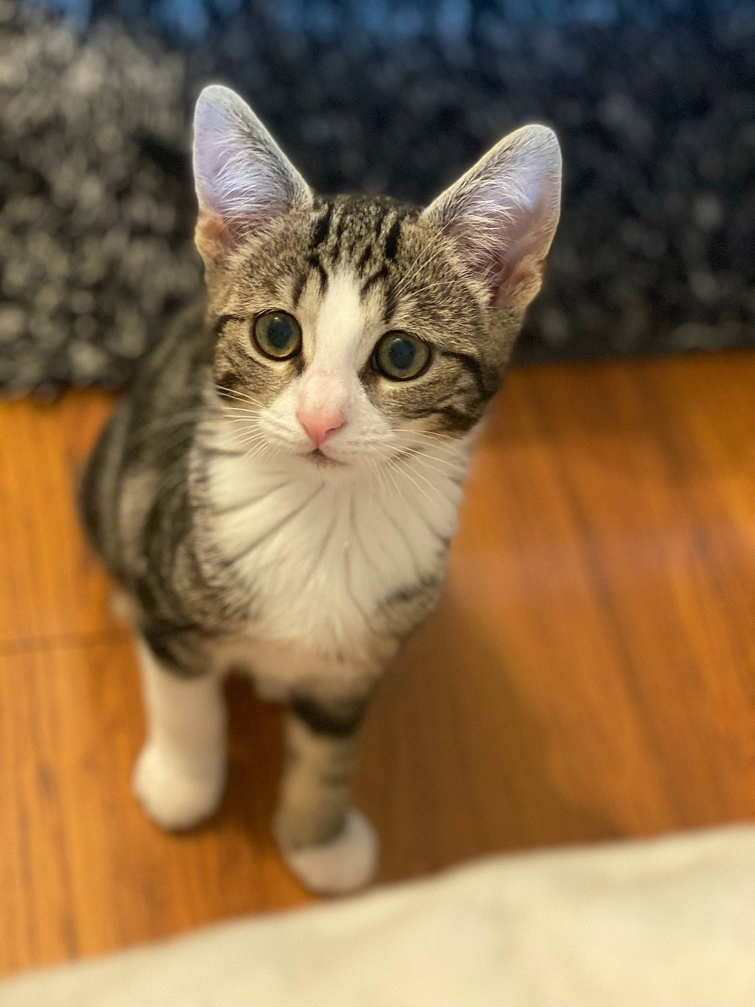 Sushy a rejoint le concours — aidez-le/la à gagner de superbes lots ! art, carnivore, cat, claw, domestic_short_haired_cat, door, fawn, felidae, flooring, fur, hardwood, paw, small_to_medium_sized_cats, snout, tail, whiskers, window, wood, wood_flooring, wood_stain