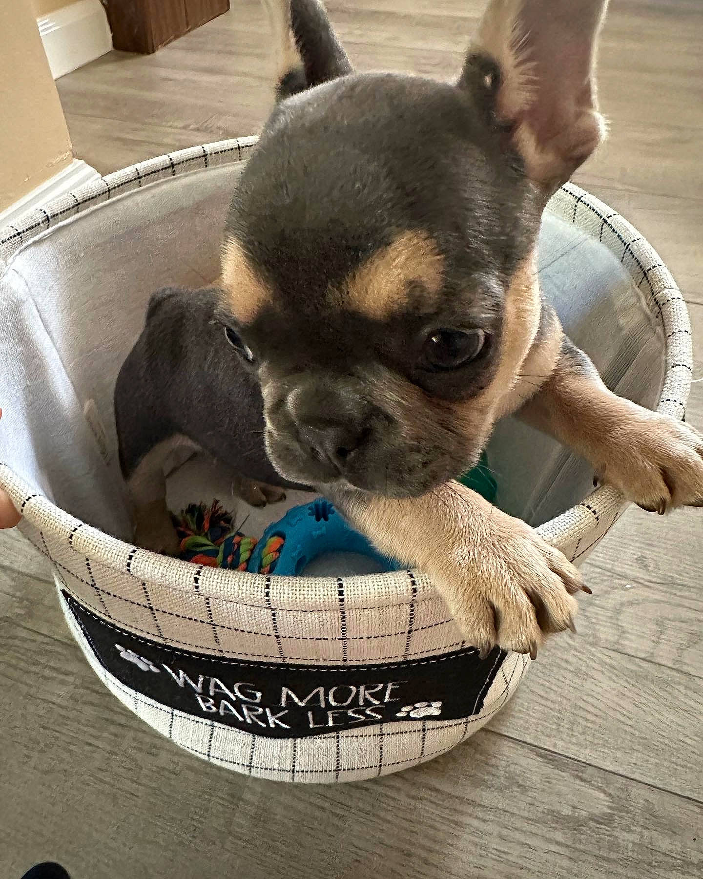 Gizmo joined the competition — help win amazing prizes! bulldog, canidae, carnivore, chihuahua, comfort, comfort_food, companion_dog, dog, dog_breed, dog_supply, fawn, pet_supply, puppy, serveware, snout, sporting_group, terrestrial_animal, toy_dog, whiskers, working_animal