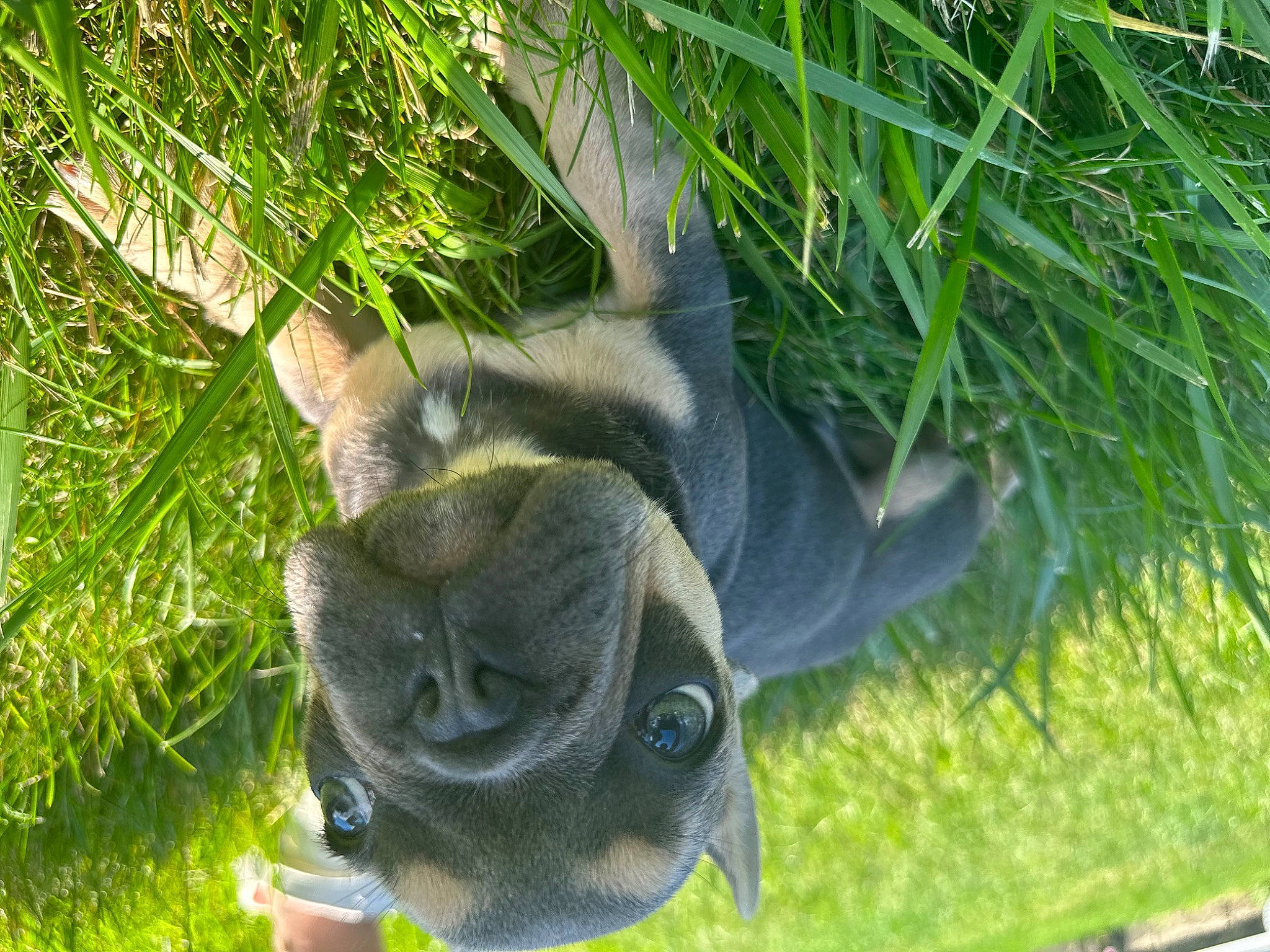 Gizmo joined the competition — help win amazing prizes! grass, groundcover, koala, marsupial, plant, snout, tail, terrestrial_animal, terrestrial_plant, tree, trunk, wildlife, working_animal