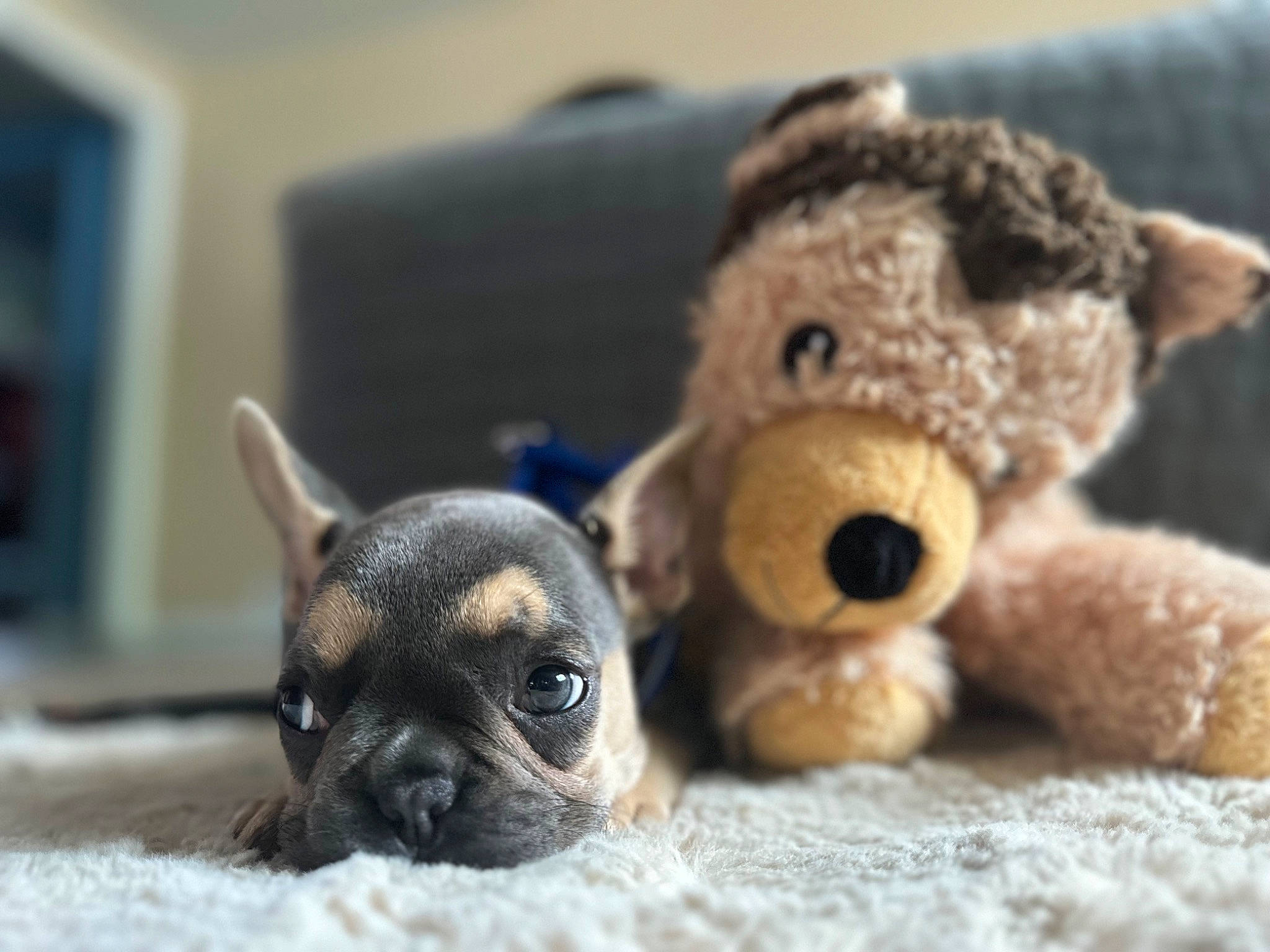 Gizmo is registered to the contest to win money with this photo: canidae, carnivore, comfort, companion_dog, dog, dog_breed, ear, fawn, fur, mammal, nose, snout, sporting_group, stuffed_toy, terrestrial_animal, toy, toy_dog, whiskers, working_animal, wrinkle