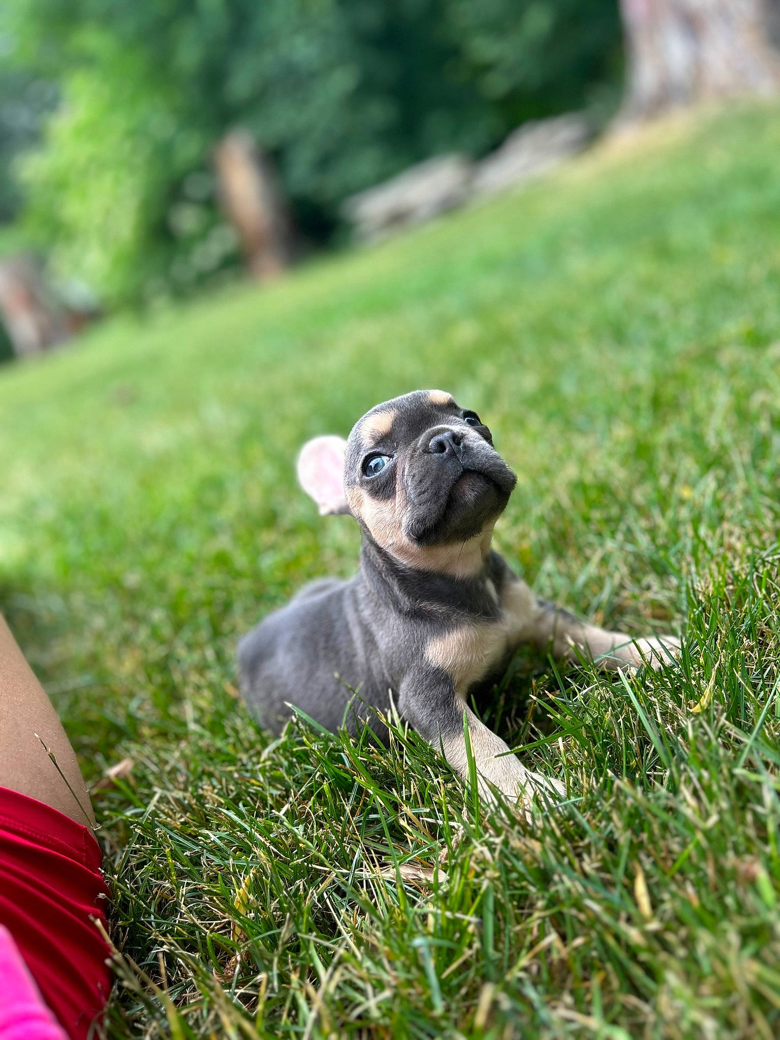 Gizmo joined the competition — help win amazing prizes! art, canidae, carnivore, companion_dog, dog, dog_breed, fawn, grass, grass_family, grassland, lawn, plant, snout, sporting_group, tail, terrestrial_animal, toy, toy_dog, tree, working_animal