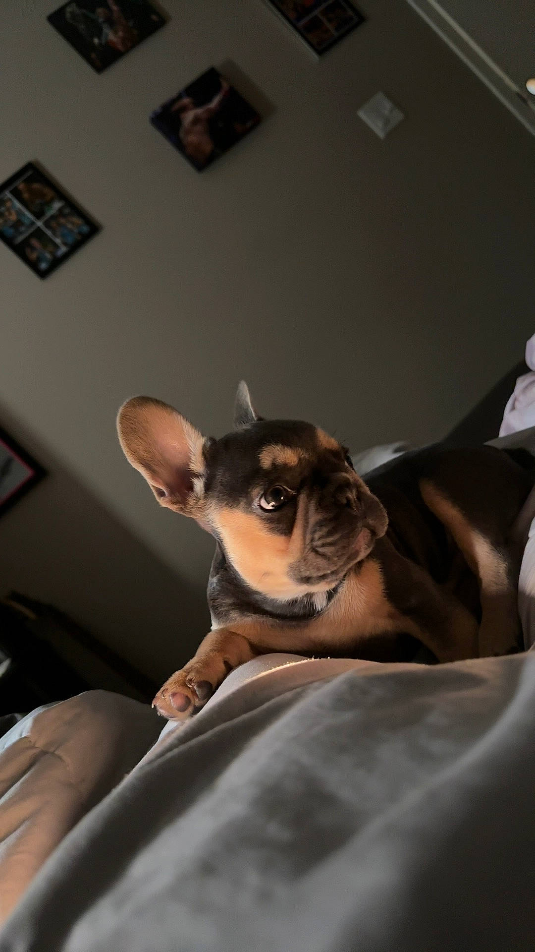 Gizmo is registered to the contest to win money with this photo: canidae, carnivore, chihuahua, comfort, companion_dog, dog, dog_breed, ear, fawn, fur, picture_frame, puppy, room, russkiy_toy, sitting, snout, sporting_group, toy_dog, whiskers, working_animal